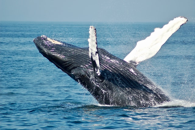 A whale breaching the ocean